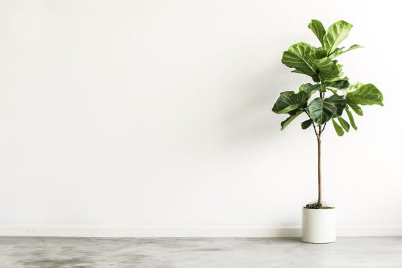 The Art of the Empty White Wall with a Plant: A Guide to Minimalist Interior Design
